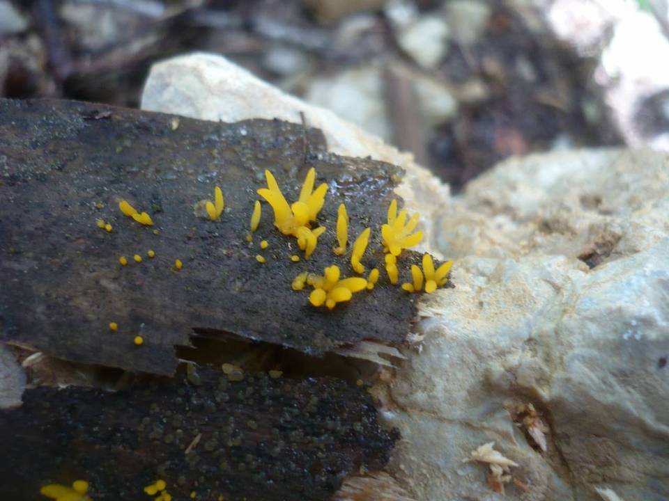 Calocera furcata image