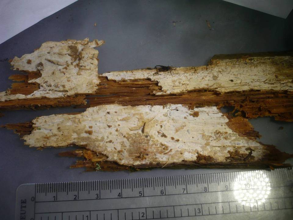 Ceraceomyces sulphurinus image