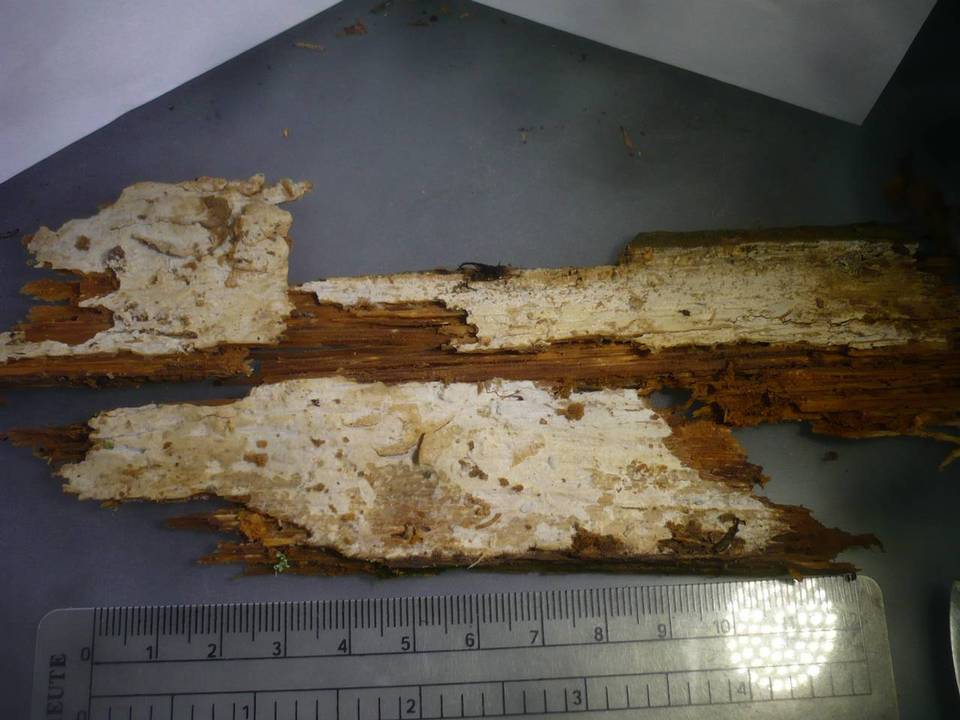 Ceraceomyces sulphurinus image