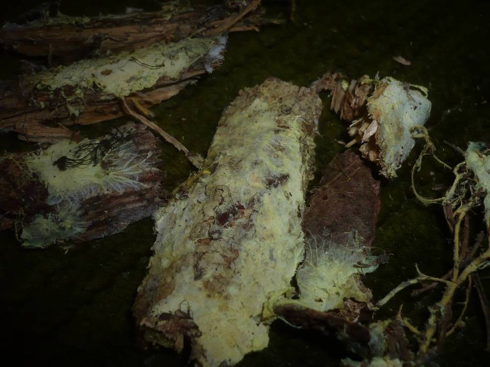Ceraceomyces sulphurinus image