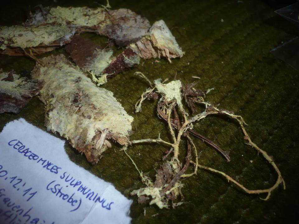 Ceraceomyces sulphurinus image