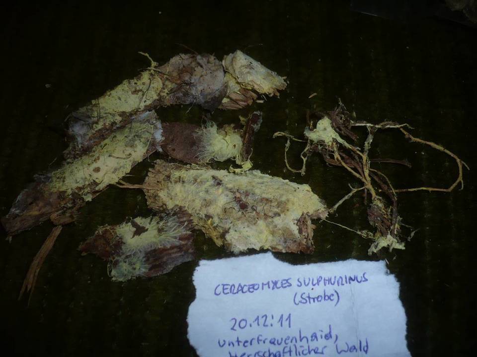 Ceraceomyces sulphurinus image