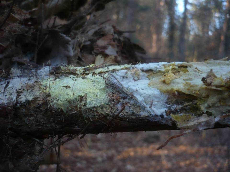 Ceraceomyces sulphurinus image