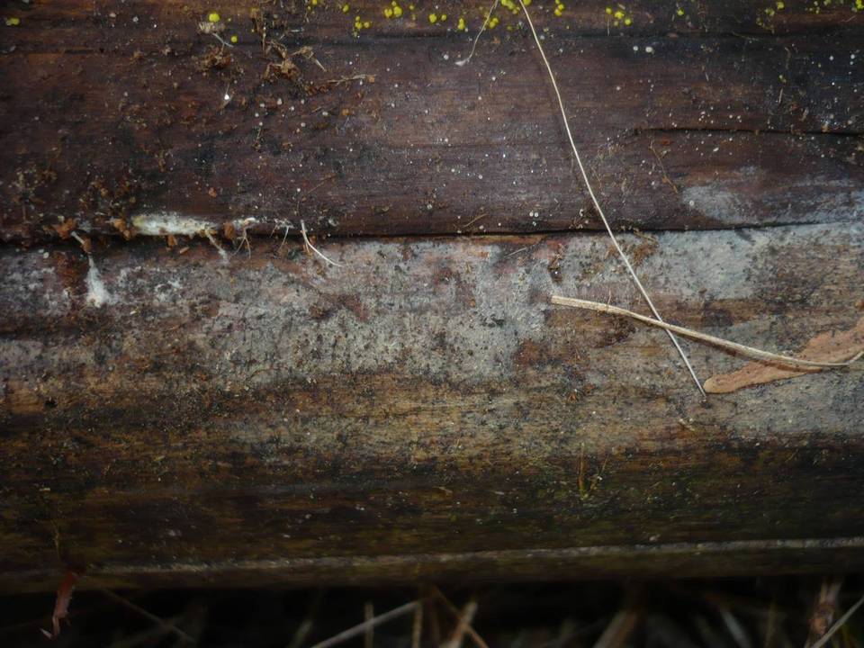 Paullicorticium pearsonii image
