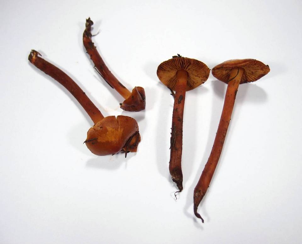 Phaeocollybia californica image