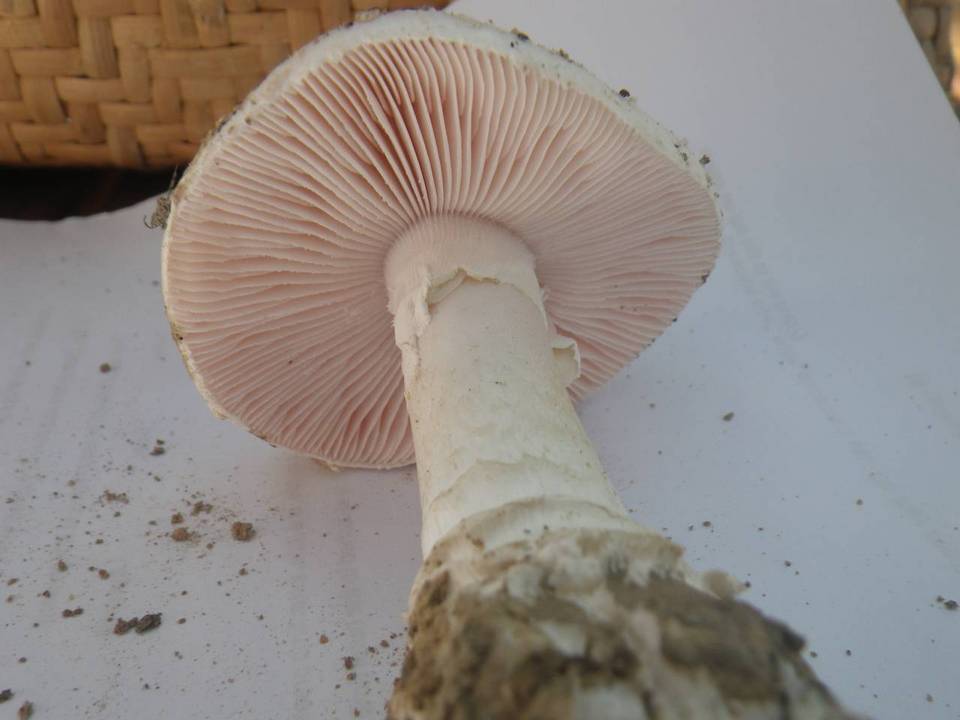 Amanita carneiphylla image