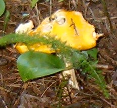 Amanita amerimuscaria image