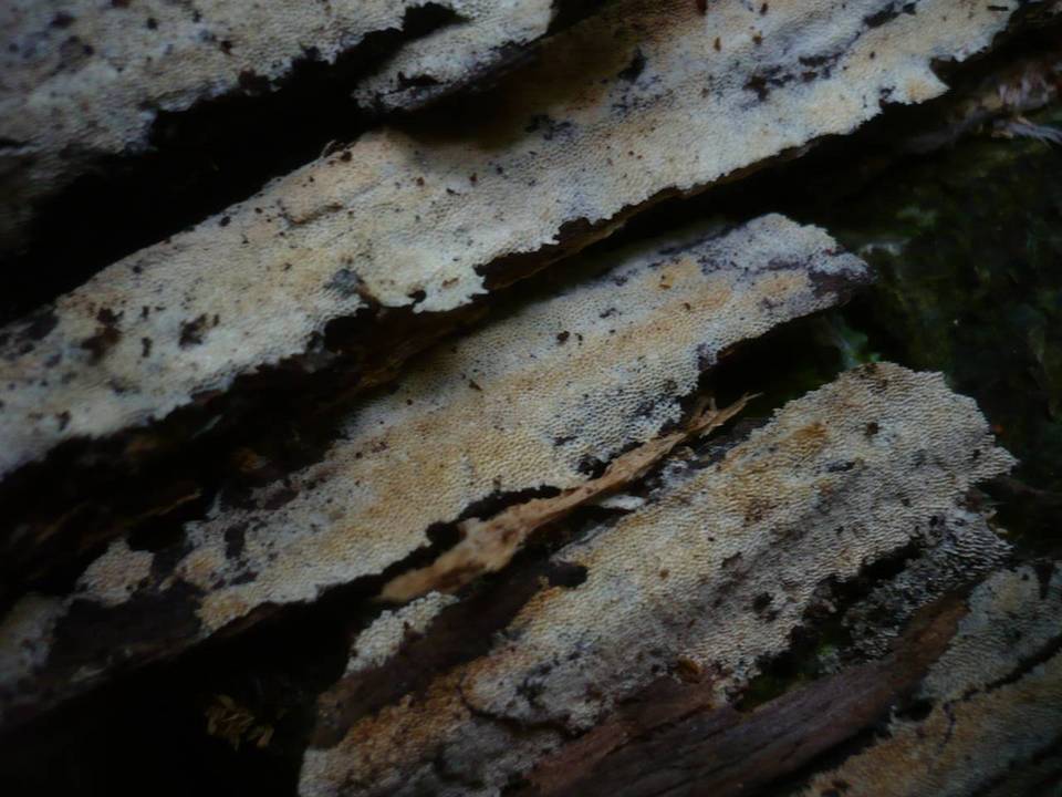 Ceriporiopsis gilvescens image