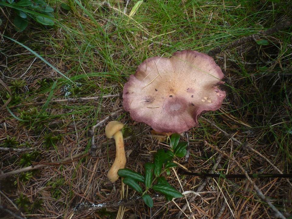Chroogomphus helveticus image
