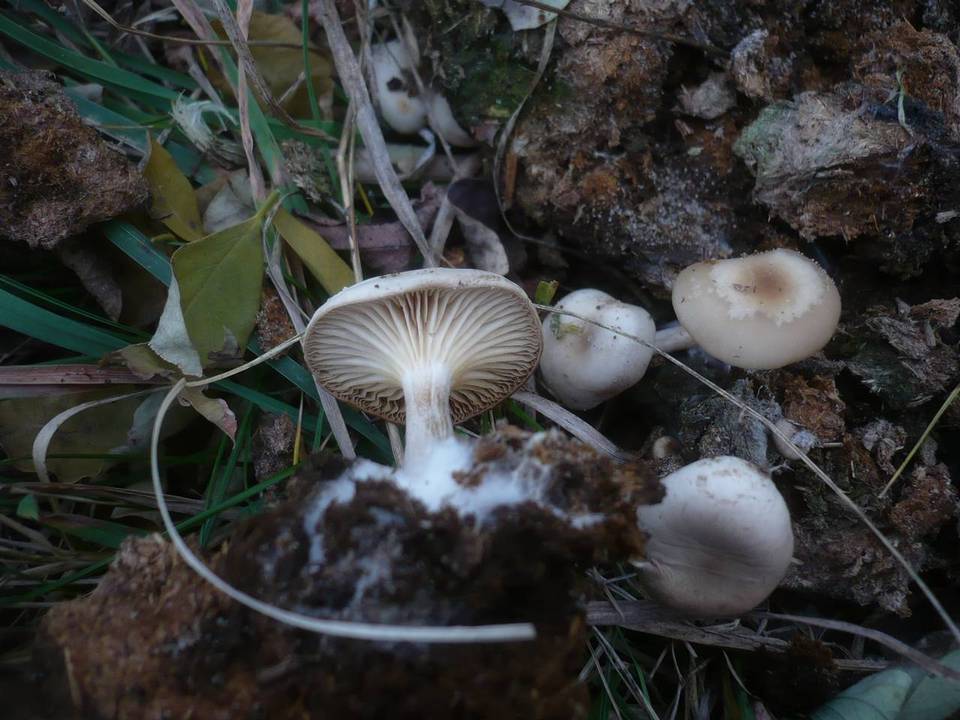 Clitocybe amarescens image