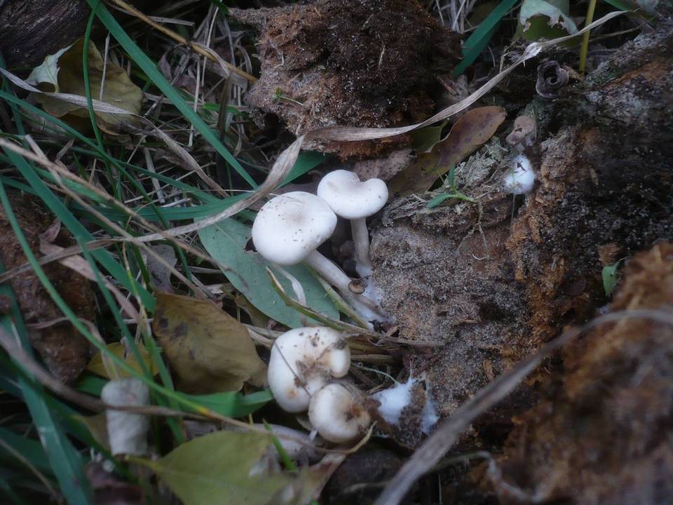 Clitocybe amarescens image