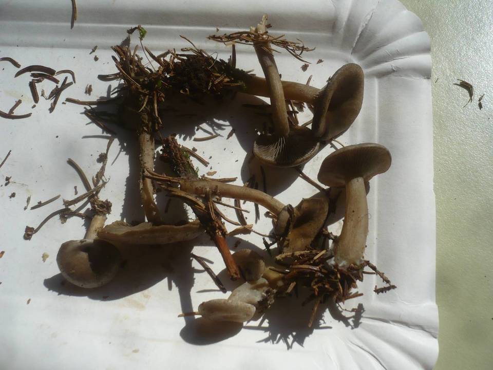 Clitocybe ditopa image