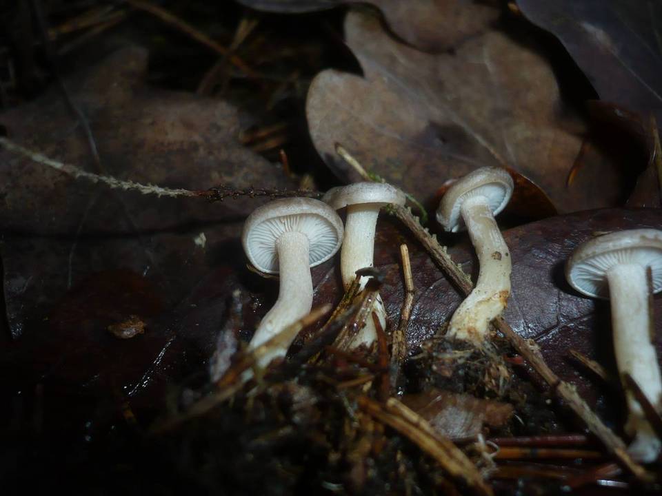 Clitocybe radicellata image