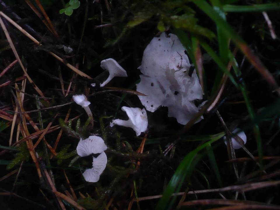 Clitopilus scyphoides image