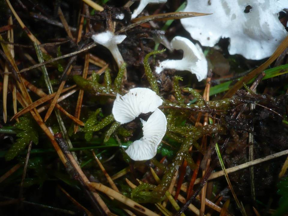 Clitopilus scyphoides image