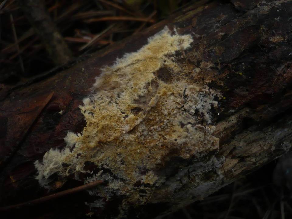 Coniophora arida image