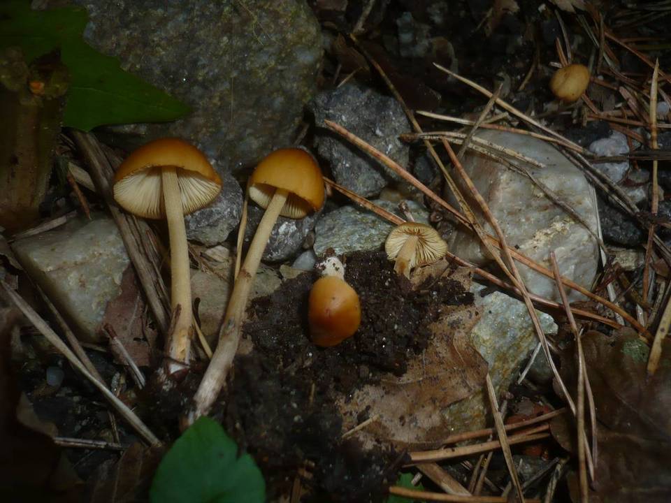 Conocybe subovalis image