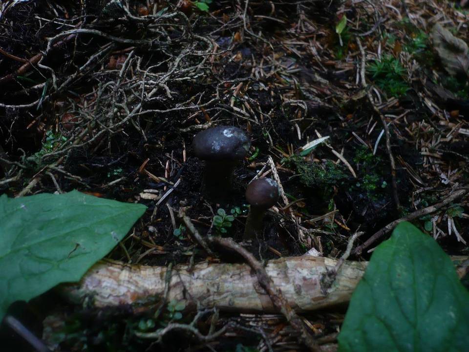 Elaphocordyceps rouxii image