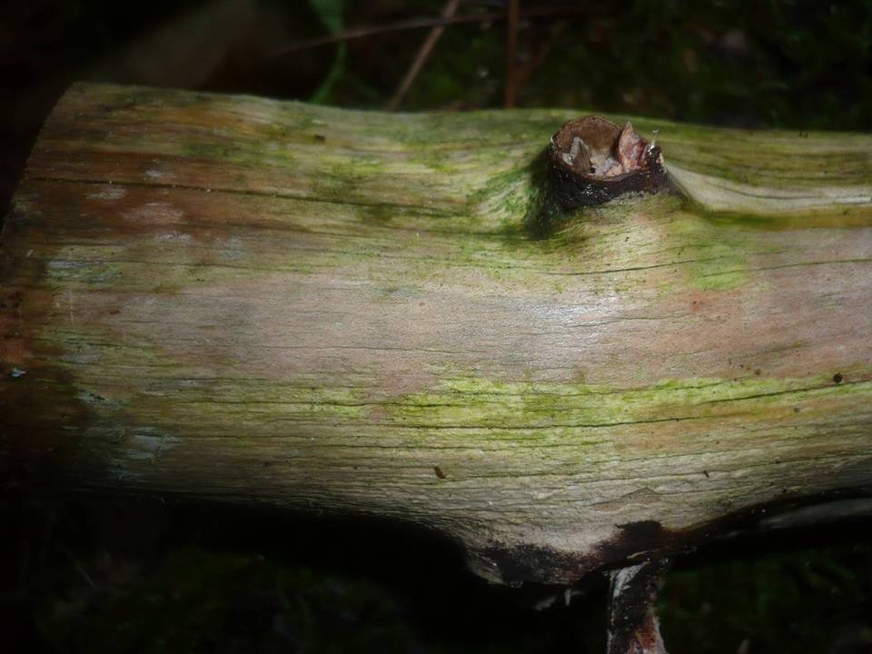 Corticium endoxylon image