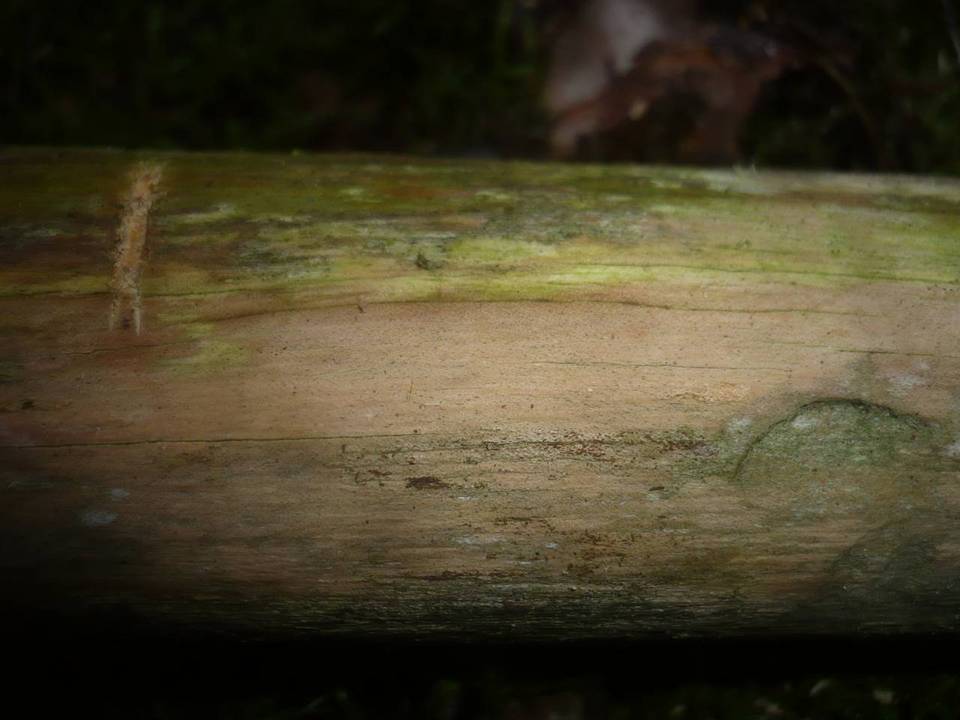Corticium endoxylon image