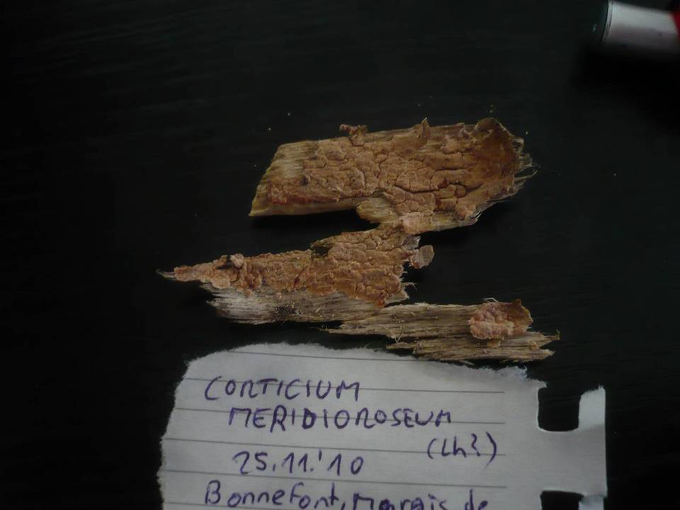 Corticium meridioroseum image