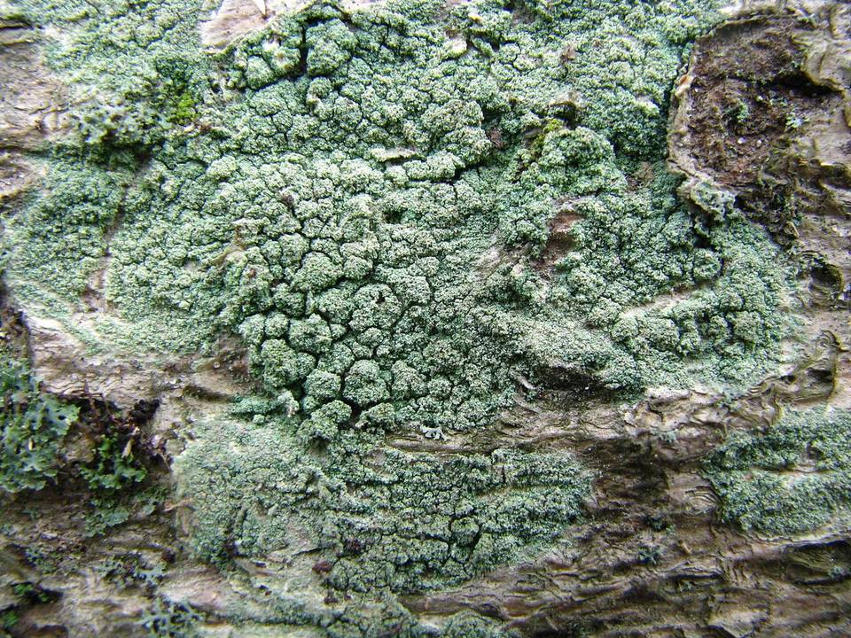 Biatora pontica image