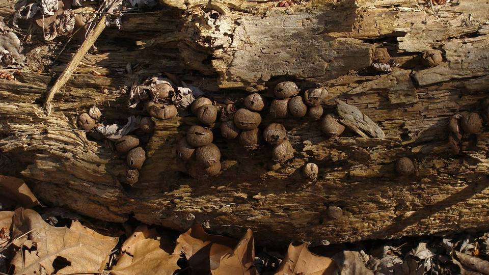 Morganella pyriformis image