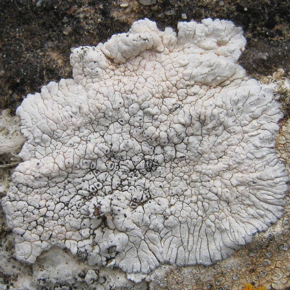 Lobothallia image