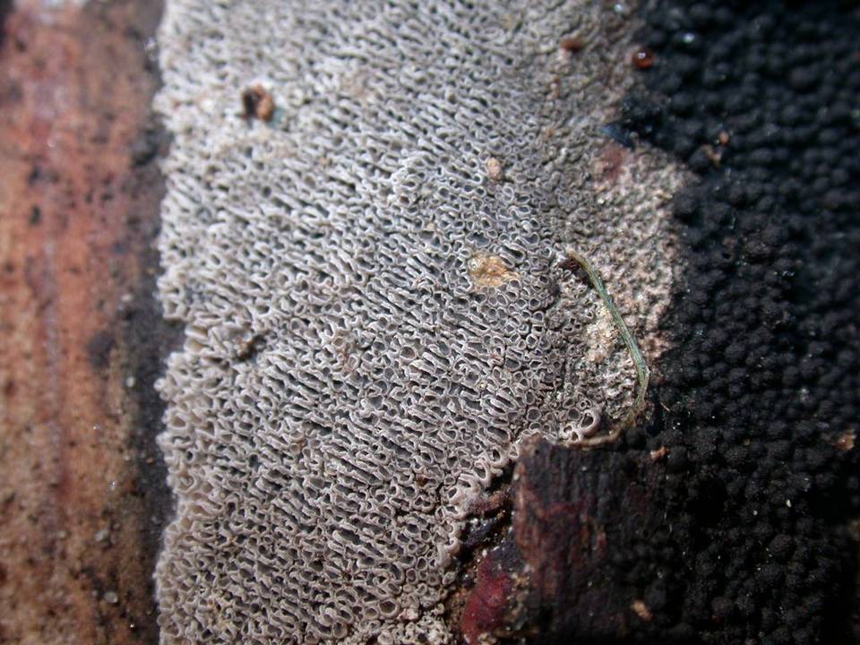 Resupinatus urceolatus image