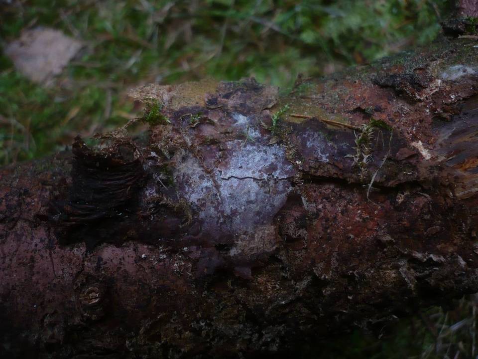 Boidinia image