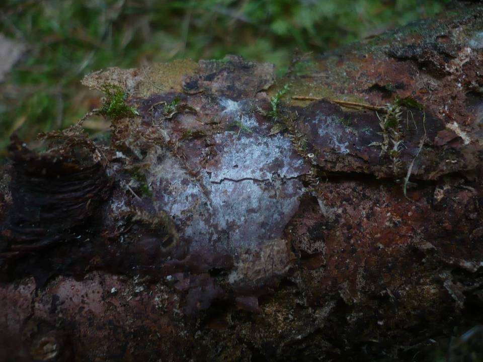 Boidinia image