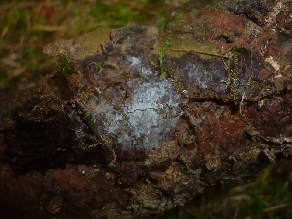 Boidinia furfuracea image