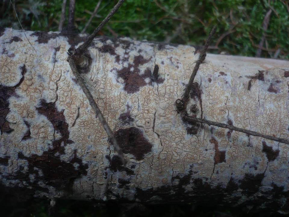 Conferticium ochraceum image