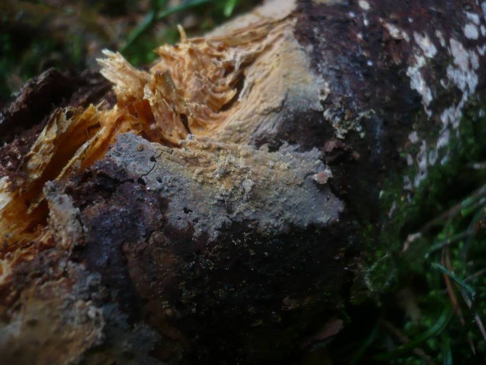 Conferticium ochraceum image