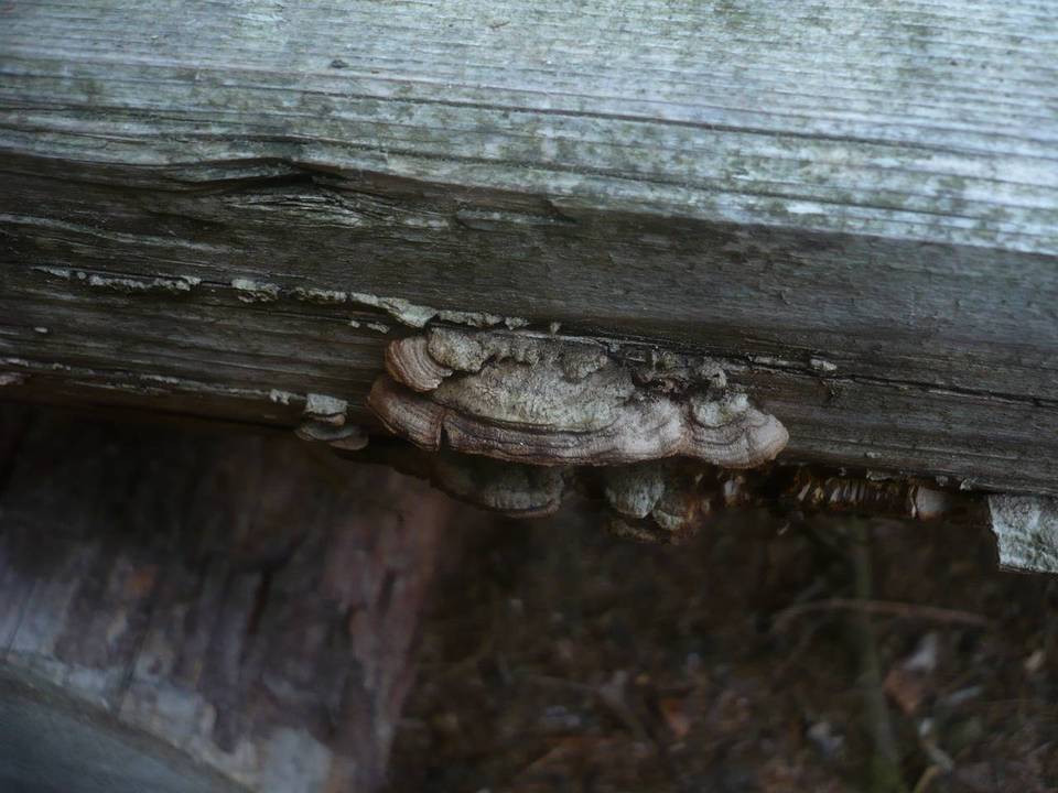 Gloeophyllum abietinum image