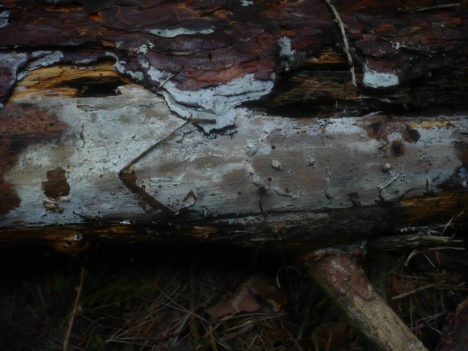 Hyphoderma argillaceum image