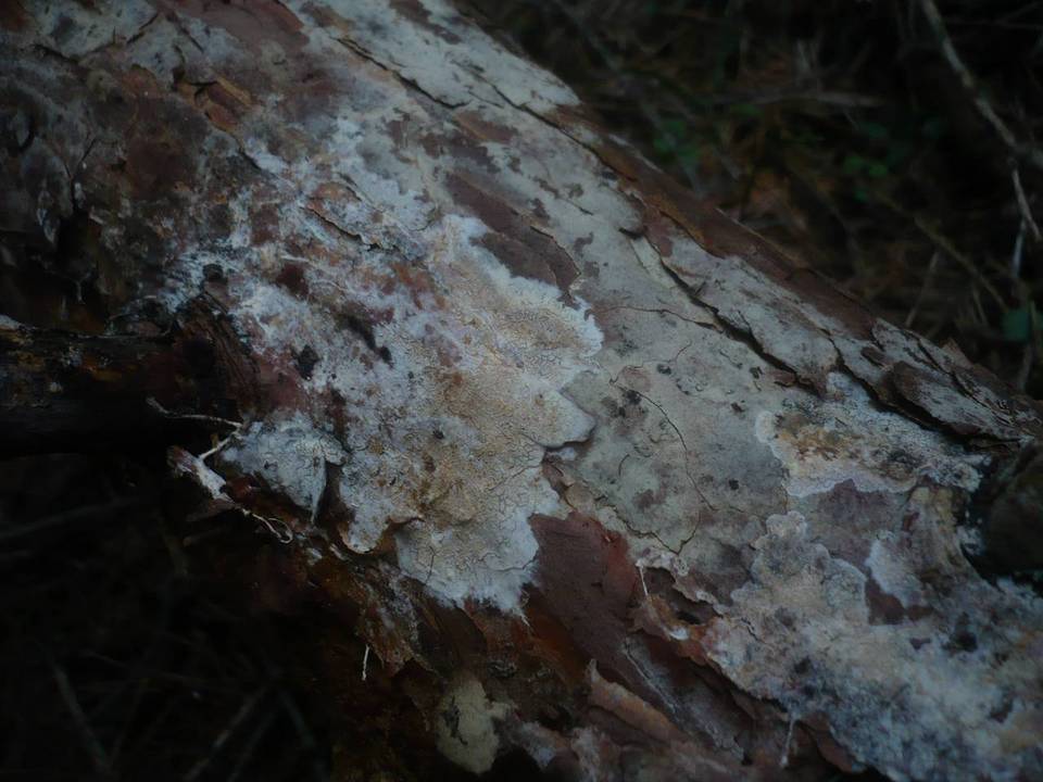 Hyphoderma argillaceum image