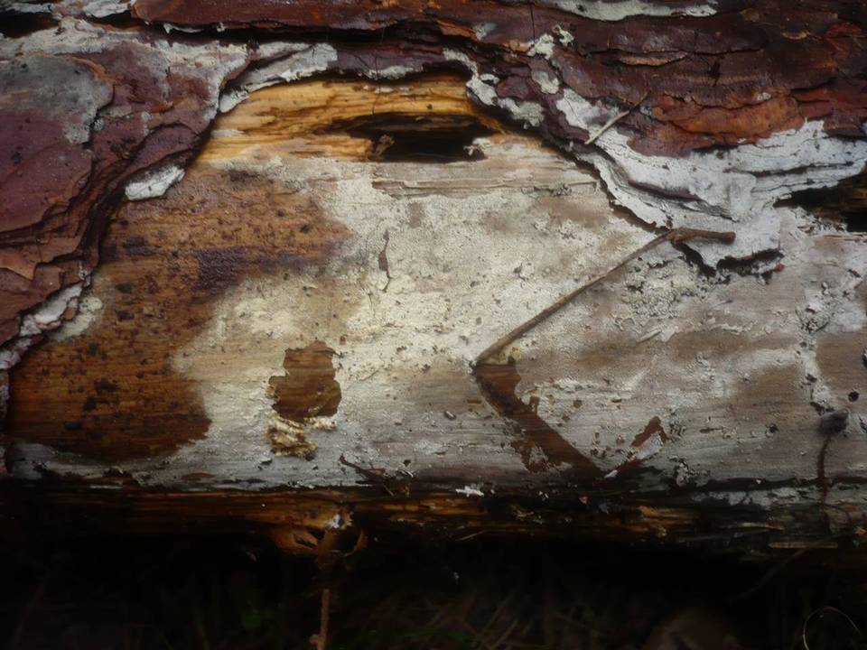 Hyphoderma argillaceum image