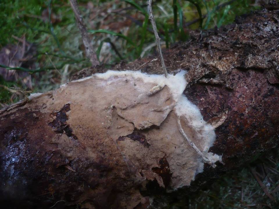 Pseudotomentella mucidula image