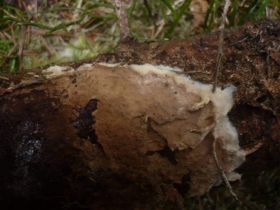 Pseudotomentella mucidula image