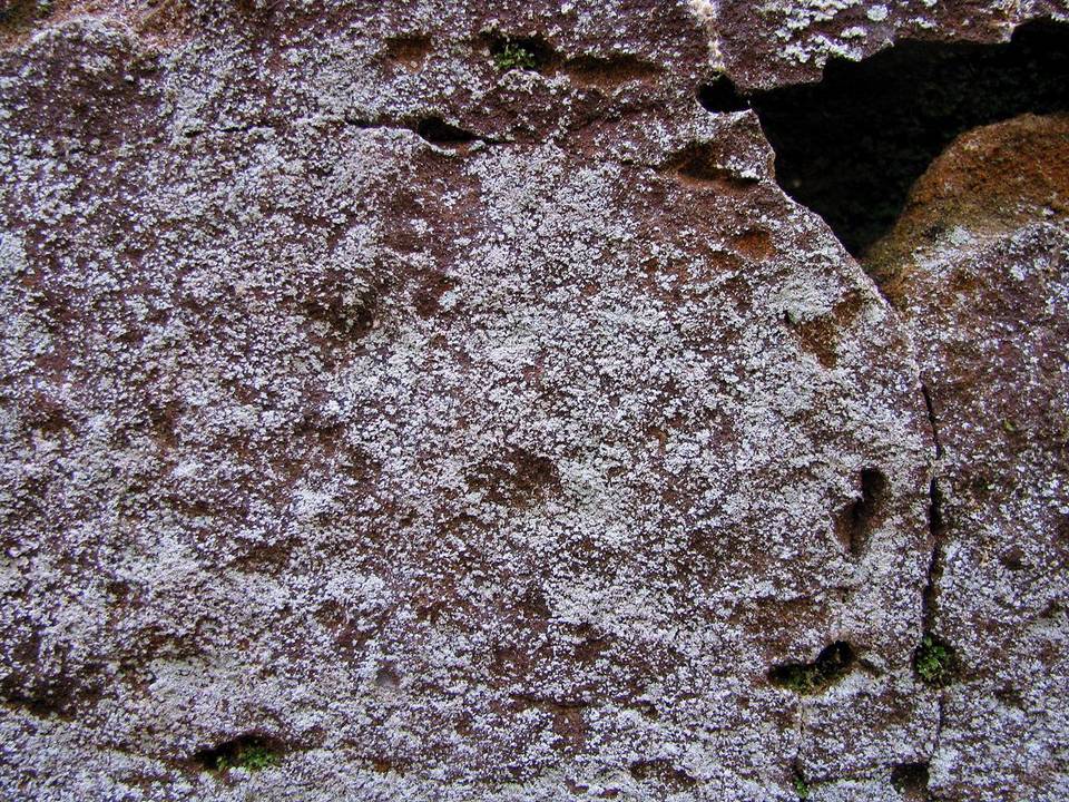 Lepraria harrisiana image