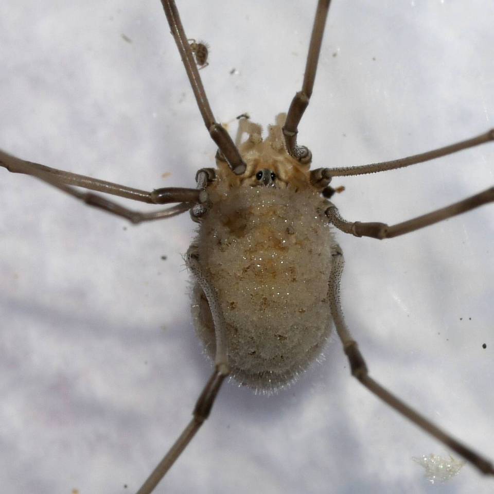 Pandora phalangicida image