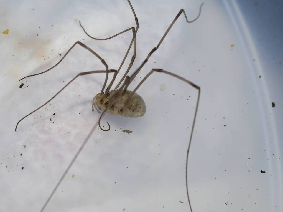 Pandora phalangicida image