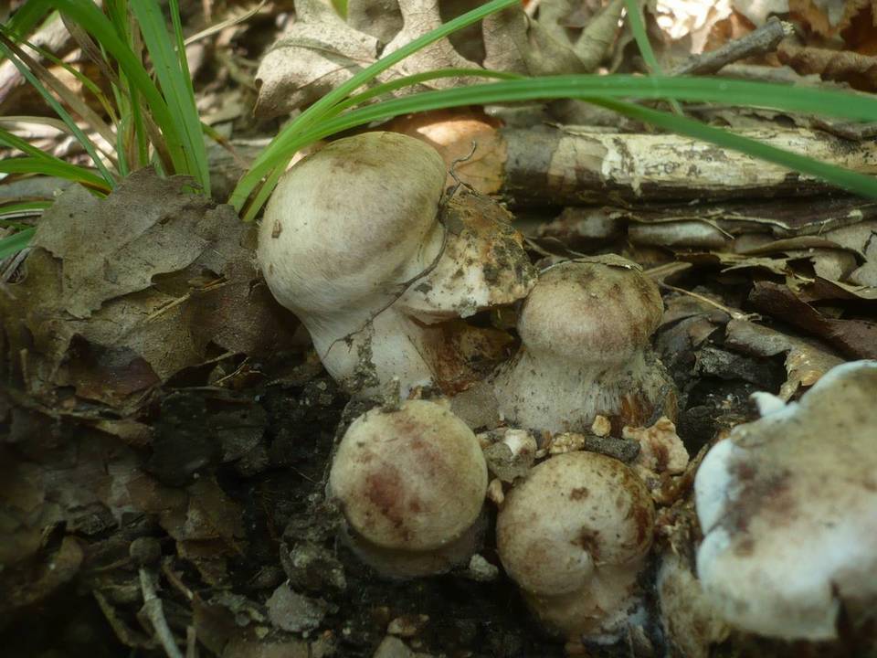 Cortinarius aprinus image