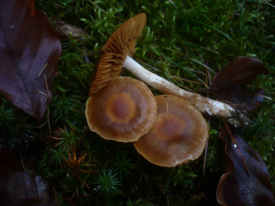 Cortinarius armeniacus image