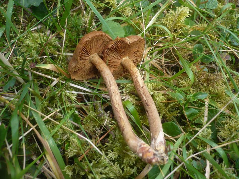 Cortinarius bataillei image