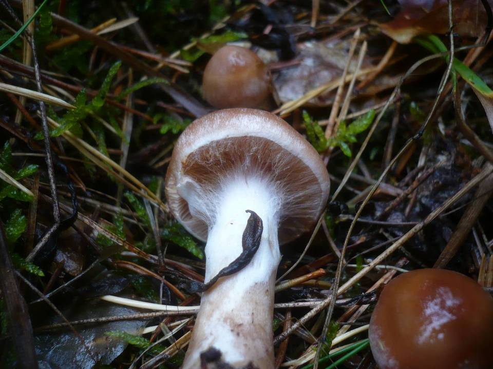 Cortinarius bivelus image