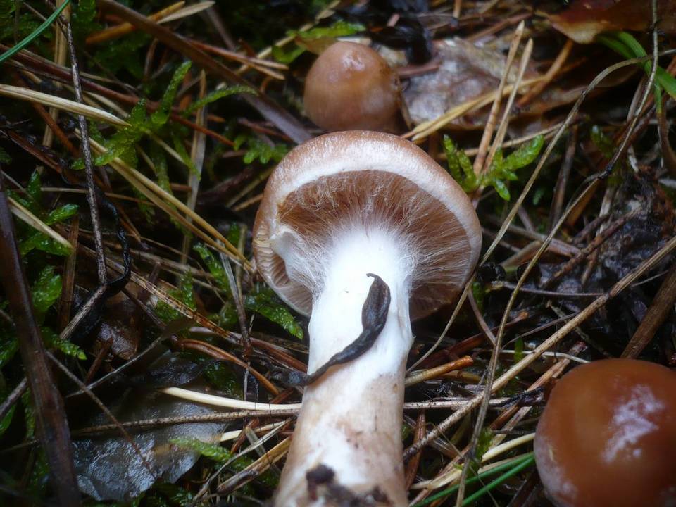 Cortinarius bivelus image