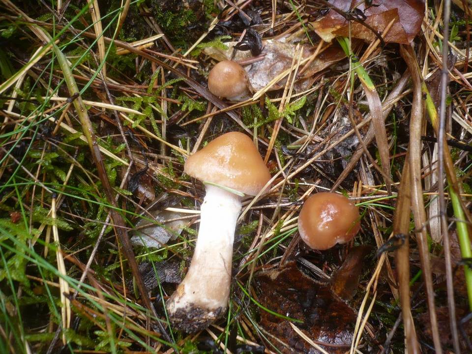 Cortinarius bivelus image