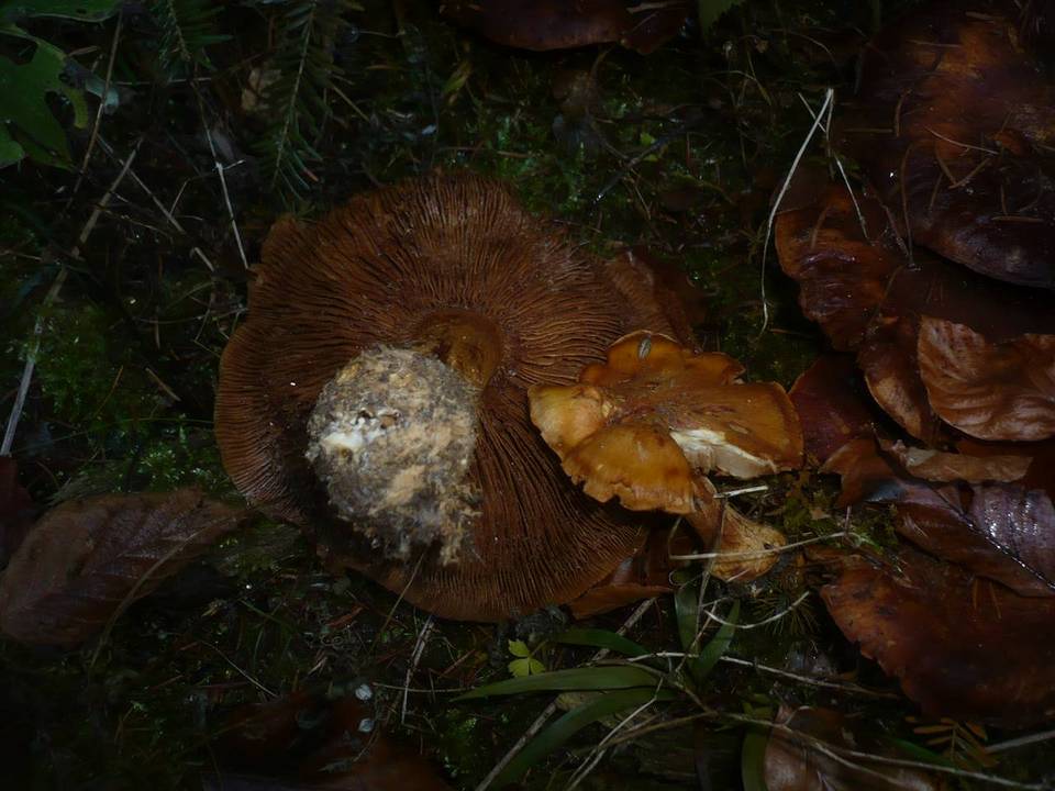Cortinarius calochrous var. coniferarum image